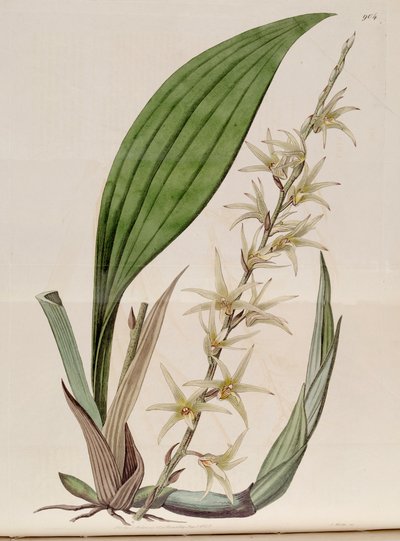 Illustratie van Eria javanica (als syn. Eria stellata) door John Lindley